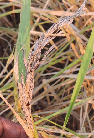  ( - SFB43)  @11 [ ] C (2024) Sudhir Diwase paul hebert cenytre for DNA Barcoding and Biodiversity Studie