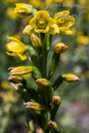  (Gavilea gladysiae - SanguienttiA0121)  @11 [ ] CreativeCommons - Attribution Non-Commercial No Derivatives (2017) Agustín Sanguinetti Agustín Sanguinetti