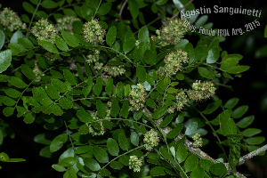  (Gleditsia amorphoides - SanguinettiA0230)  @11 [ ] CreativeCommons - Attribution Non-Commercial No Derivatives (2017) Agustín Sanguinetti Agustín Sanguinetti
