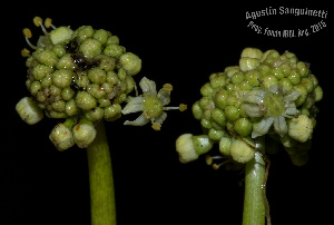  (Hydrocotyle modesta - SanguinettiA0168)  @11 [ ] CreativeCommons - Attribution Non-Commercial No Derivatives (2017) Agustín Sanguinetti Agustín Sanguinetti