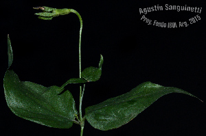  (Manettia cordifolia - SanguinettiA0277)  @11 [ ] CreativeCommons - Attribution Non-Commercial No Derivatives (2017) Agustín Sanguinetti Agustín Sanguinetti