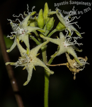  (Oxypetalum sylvestre - SanguinettiA0316)  @11 [ ] CreativeCommons - Attribution Non-Commercial No Derivatives (2017) Agustín Sanguinetti Agustín Sanguinetti