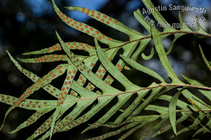  (Pleopeltis pleopeltifolia - SanguinettiA0220)  @11 [ ] CreativeCommons - Attribution Non-Commercial No Derivatives (2017) Agustín Sanguinetti Agustín Sanguinetti