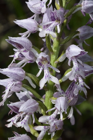  (Orchis militaris - SNMP22)  @11 [ ] CreativeCommons  Attribution Non-Commercial Share-Alike  Eliska Gburova-Stubnova Slovak National Museum-Natural History Museum