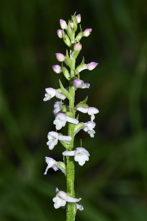  (Gymnadenia odoratissima - SNMP224)  @11 [ ] CreativeCommons  Attribution Non-Commercial Share-Alike (2018) Eliska Stubnova Gburova Slovak National Museum-Natural History Museum