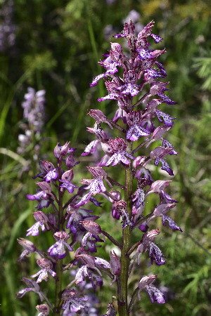  (Orchis x hybrida - SNMP227)  @11 [ ] CreativeCommons  Attribution Non-Commercial Share-Alike (2018) Eliska Stubnova Gburova Slovak National Museum-Natural History Museum