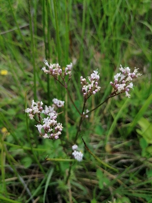  (Valeriana dioica - SNMP303)  @11 [ ] by-nc-sa (2021) E. Gburova-Stubnova Slovak National Museum-Natural History Museum