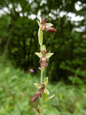  (Ophrys - SNMP34)  @11 [ ] CreativeCommons  Attribution Non-Commercial Share-Alike (2018) Eliska Stubnova Gburova Slovak National Museum-Natural History Museum