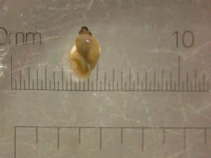  (Galba modicella - 22-SNAIL-0096)  @11 [ ] CreativeCommons - Attribution Share-Alike (2023) Unspecified Drexel University, Academy of Natural Sciences