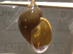  (Ladislavella - 22-SNAIL-0097)  @11 [ ] CreativeCommons - Attribution Share-Alike (2023) Unspecified Drexel University, Academy of Natural Sciences