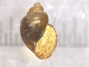  (Galba obrussa - 22-SNAIL-0103)  @11 [ ] CreativeCommons - Attribution Share-Alike (2023) Unspecified Drexel University, Academy of Natural Sciences