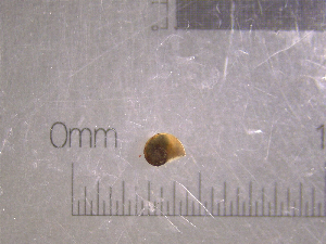  (Menetus - 22-SNAIL-0145)  @11 [ ] CreativeCommons - Attribution Share-Alike (2023) Unspecified Drexel University, Academy of Natural Sciences