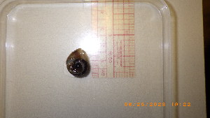  ( - 22-SNAIL-0247)  @11 [ ] CreativeCommons - Attribution Share-Alike (2023) Unspecified Drexel University, Academy of Natural Sciences
