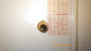  ( - 22-SNAIL-0248)  @11 [ ] CreativeCommons - Attribution Share-Alike (2023) Unspecified Drexel University, Academy of Natural Sciences