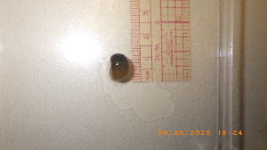  ( - 22-SNAIL-0256)  @11 [ ] CreativeCommons - Attribution Share-Alike (2023) Unspecified Drexel University, Academy of Natural Sciences