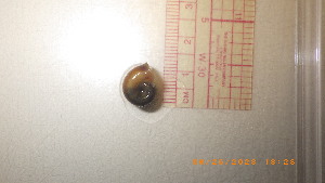  ( - 22-SNAIL-0256)  @11 [ ] CreativeCommons - Attribution Share-Alike (2023) Unspecified Drexel University, Academy of Natural Sciences
