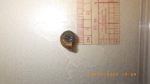  ( - 22-SNAIL-0256)  @11 [ ] CreativeCommons - Attribution Share-Alike (2023) Unspecified Drexel University, Academy of Natural Sciences