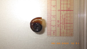  ( - 22-SNAIL-0275)  @11 [ ] CreativeCommons - Attribution Share-Alike (2023) Unspecified Drexel University, Academy of Natural Sciences