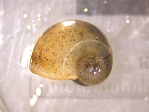  ( - 22-SNAIL-0280)  @11 [ ] CreativeCommons - Attribution Share-Alike (2023) Unspecified Drexel University, Academy of Natural Sciences