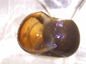  ( - 22-SNAIL-0281)  @11 [ ] CreativeCommons - Attribution Share-Alike (2023) Unspecified Drexel University, Academy of Natural Sciences