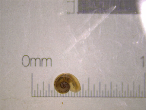  ( - 22-SNAIL-0284)  @11 [ ] CreativeCommons - Attribution Share-Alike (2023) Unspecified Drexel University, Academy of Natural Sciences