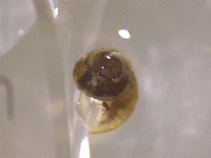  (Lithoglyphidae - 22-SNAIL-0298)  @11 [ ] CreativeCommons - Attribution Share-Alike (2023) Unspecified Drexel University, Academy of Natural Sciences
