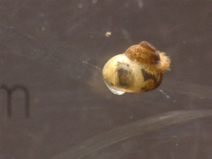  ( - 22-SNAIL-0299)  @11 [ ] CreativeCommons - Attribution Share-Alike (2023) Unspecified Drexel University, Academy of Natural Sciences