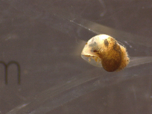  ( - 22-SNAIL-0299)  @11 [ ] CreativeCommons - Attribution Share-Alike (2023) Unspecified Drexel University, Academy of Natural Sciences