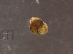  ( - 22-SNAIL-0299)  @11 [ ] CreativeCommons - Attribution Share-Alike (2023) Unspecified Drexel University, Academy of Natural Sciences