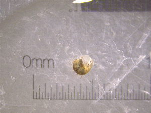  ( - 22-SNAIL-0312)  @11 [ ] CreativeCommons - Attribution Share-Alike (2023) Unspecified Drexel University, Academy of Natural Sciences