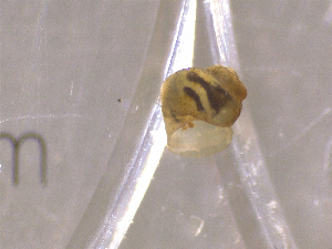  ( - 22-SNAIL-0316)  @11 [ ] CreativeCommons - Attribution Share-Alike (2023) Unspecified Drexel University, Academy of Natural Sciences