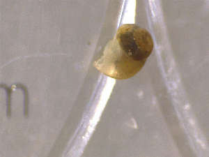  ( - 22-SNAIL-0316)  @11 [ ] CreativeCommons - Attribution Share-Alike (2023) Unspecified Drexel University, Academy of Natural Sciences