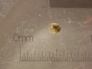  ( - 22-SNAIL-0322)  @11 [ ] CreativeCommons - Attribution Share-Alike (2023) Unspecified Drexel University, Academy of Natural Sciences