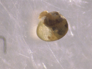  ( - 22-SNAIL-0322)  @11 [ ] CreativeCommons - Attribution Share-Alike (2023) Unspecified Drexel University, Academy of Natural Sciences