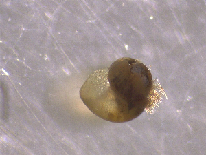  ( - 22-SNAIL-0322)  @11 [ ] CreativeCommons - Attribution Share-Alike (2023) Unspecified Drexel University, Academy of Natural Sciences