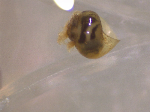  ( - 22-SNAIL-0322)  @11 [ ] CreativeCommons - Attribution Share-Alike (2023) Unspecified Drexel University, Academy of Natural Sciences