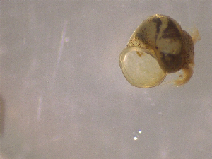  ( - 22-SNAIL-0322)  @11 [ ] CreativeCommons - Attribution Share-Alike (2023) Unspecified Drexel University, Academy of Natural Sciences