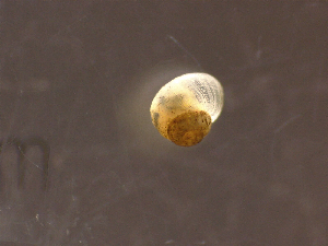  ( - 22-SNAIL-0325)  @11 [ ] CreativeCommons - Attribution Share-Alike (2023) Unspecified Drexel University, Academy of Natural Sciences