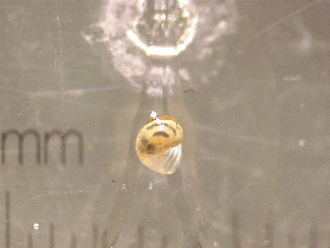  ( - 22-SNAIL-0325)  @11 [ ] CreativeCommons - Attribution Share-Alike (2023) Unspecified Drexel University, Academy of Natural Sciences
