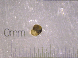  ( - 22-SNAIL-0333)  @11 [ ] CreativeCommons - Attribution Share-Alike (2023) Unspecified Drexel University, Academy of Natural Sciences