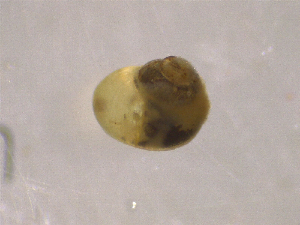  ( - 22-SNAIL-0333)  @11 [ ] CreativeCommons - Attribution Share-Alike (2023) Unspecified Drexel University, Academy of Natural Sciences