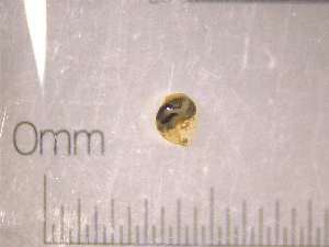  ( - 22-SNAIL-0333)  @11 [ ] CreativeCommons - Attribution Share-Alike (2023) Unspecified Drexel University, Academy of Natural Sciences