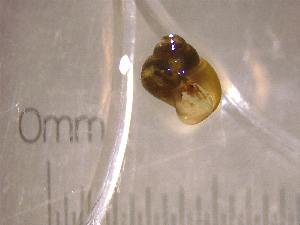  ( - 22-SNAIL-0341)  @11 [ ] CreativeCommons - Attribution Share-Alike (2023) Unspecified Drexel University, Academy of Natural Sciences
