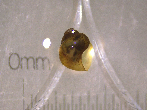  ( - 22-SNAIL-0341)  @11 [ ] CreativeCommons - Attribution Share-Alike (2023) Unspecified Drexel University, Academy of Natural Sciences