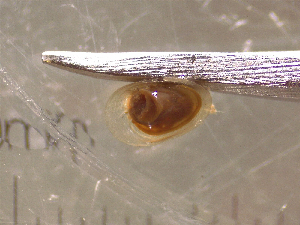  ( - 22-SNAIL-0359)  @11 [ ] CreativeCommons - Attribution Share-Alike (2023) Unspecified Drexel University, Academy of Natural Sciences