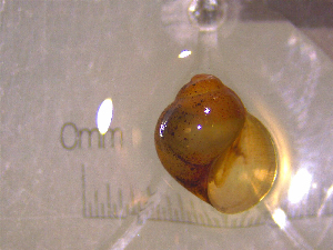  ( - 22-SNAIL-0397)  @11 [ ] CreativeCommons - Attribution Share-Alike (2023) Unspecified Drexel University, Academy of Natural Sciences