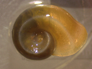  ( - 22-SNAIL-0403)  @11 [ ] CreativeCommons - Attribution Share-Alike (2023) Unspecified Drexel University, Academy of Natural Sciences
