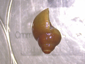  ( - 22-SNAIL-0423)  @11 [ ] CreativeCommons - Attribution Share-Alike (2023) Unspecified Drexel University, Academy of Natural Sciences