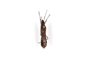  (Megalotomus costalis - SNU019)  @14 [ ] CreativeCommons - Attribution Share-Alike (2015) Unspecified Seoul National Uiversity