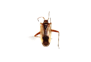  (Adelphocoris suturalis - SNU030)  @12 [ ] CreativeCommons - Attribution Share-Alike (2015) Unspecified Seoul National Uiversity